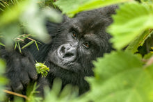 Load image into Gallery viewer, 8 Ngày Uganda & Rwanda - Theo Dấu Vết Gorilla