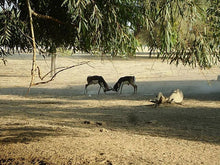 Load image into Gallery viewer, 16 Ngày Pakistan - Sa Mạc Cholistan Kỳ Quan Bí Ẩn Thế Giới