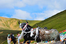 Load image into Gallery viewer, 12 Ngày Từ Thành Đô Tới Tây Tạng - Vùng Đất Huyền Bí