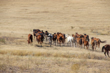 Load image into Gallery viewer, 13 Ngày Kazakhstan - Vòng Cung Semirechie