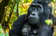 Load image into Gallery viewer, 10 Ngày Rwanda - Hành Trình Truy Tìm Gorilla
