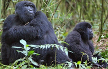 Load image into Gallery viewer, 10 Ngày Rwanda - Hành Trình Truy Tìm Gorilla