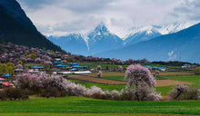 Load image into Gallery viewer, 14 Ngày Hành Trình Tới Tây Tạng Từ Biên Giới Việt Nam