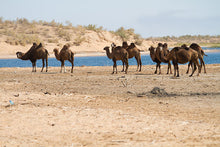 Load image into Gallery viewer, 15 Ngày Uzbekistan - Từ Sa Mạc Kyzyl-Kum Đến Biển Aral