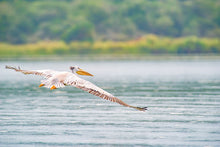 Load image into Gallery viewer, 10 Ngày Rwanda - Hành Trình Truy Tìm Gorilla