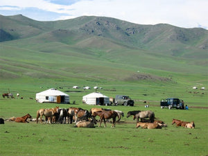 7 Ngày Mông Cổ - Gobi & Karakorum Niềm Tự Hào Mông Cổ