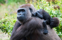 Load image into Gallery viewer, 10 Ngày Rwanda - Hành Trình Truy Tìm Gorilla

