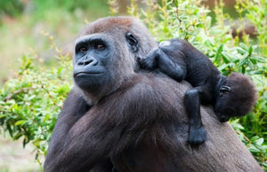 10 Ngày Rwanda - Hành Trình Truy Tìm Gorilla